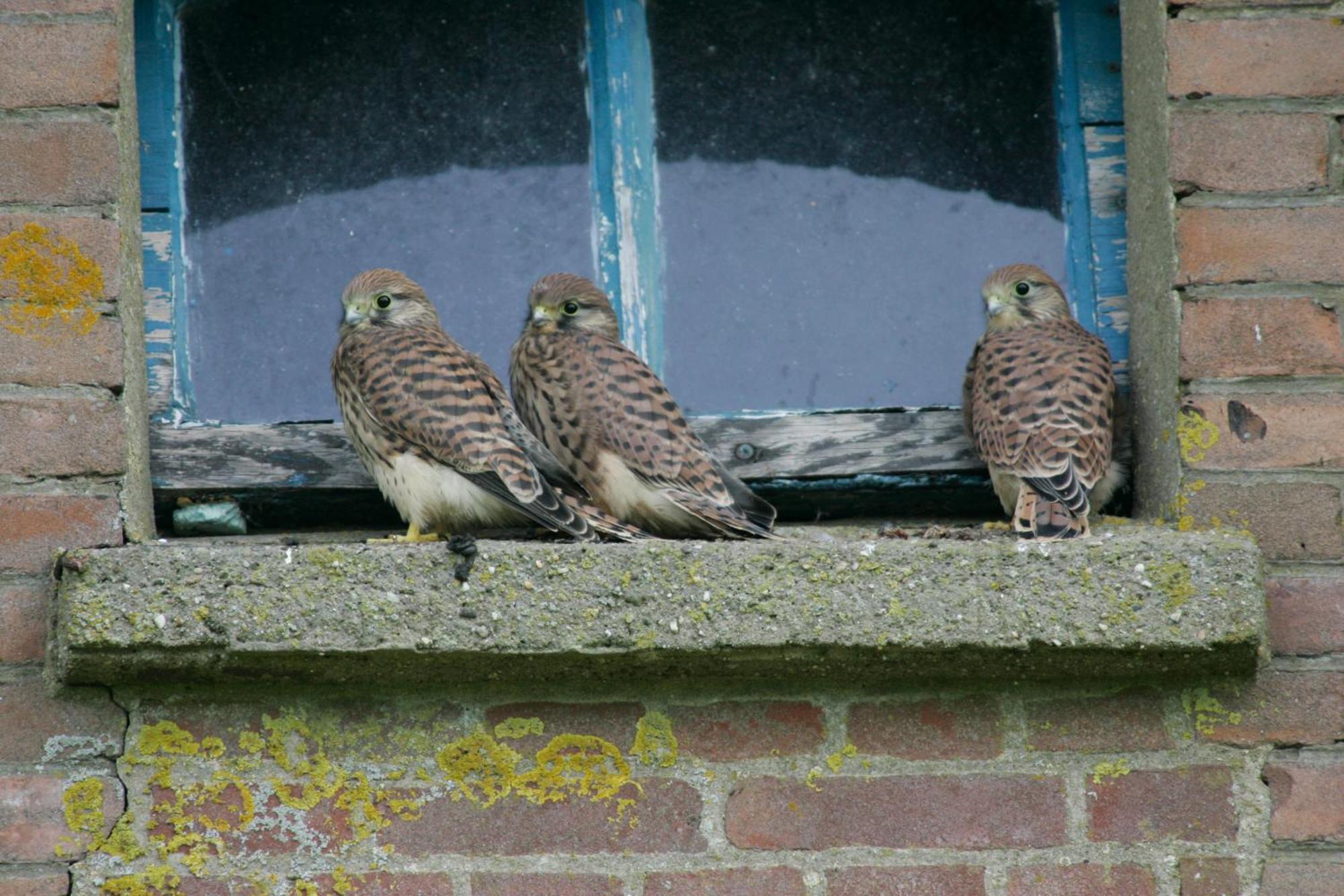 De Zeeuwsche Hoeve Kerkwerve Exteriér fotografie